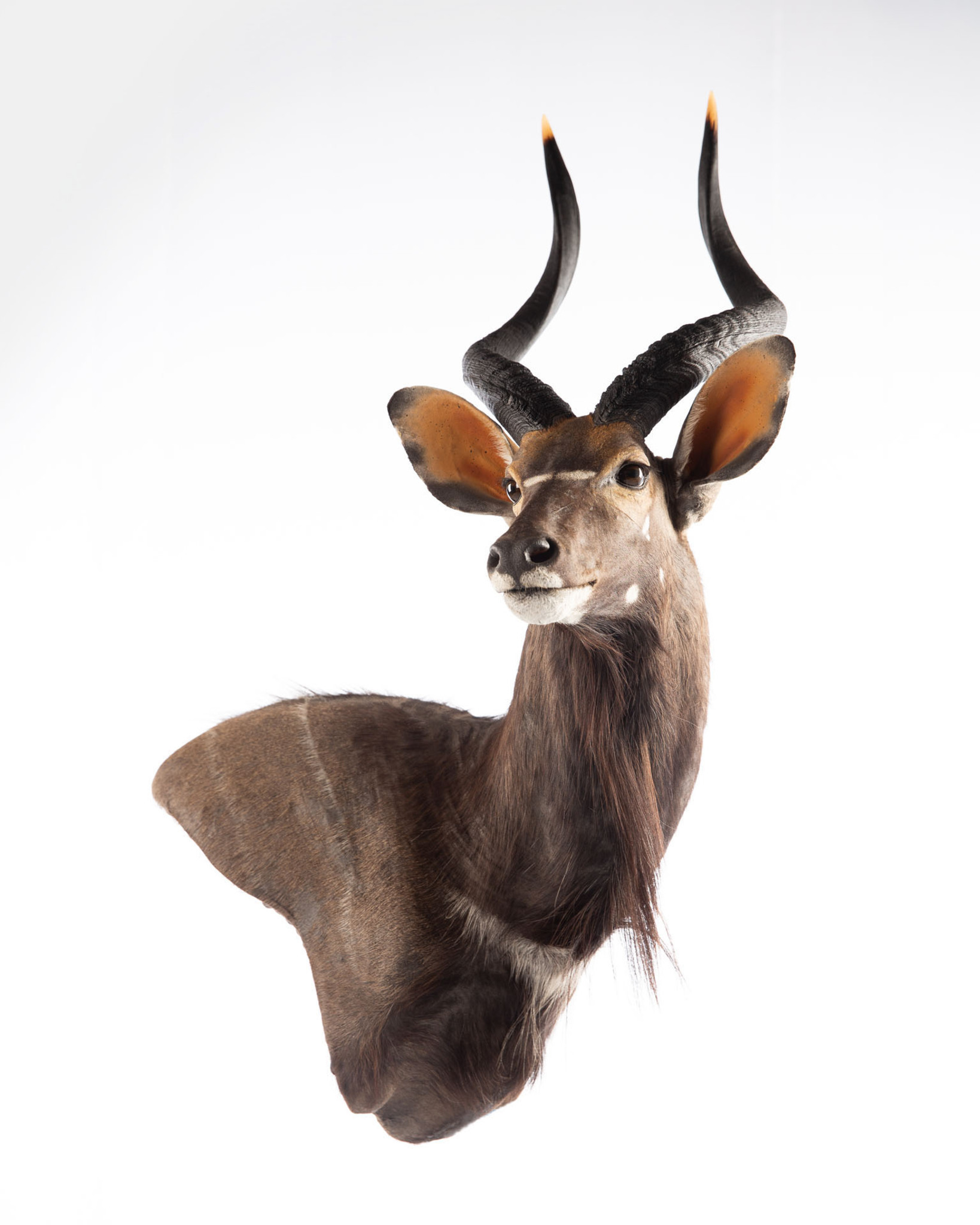 Nyala Wall Pedestal Splitting Image Taxidermy